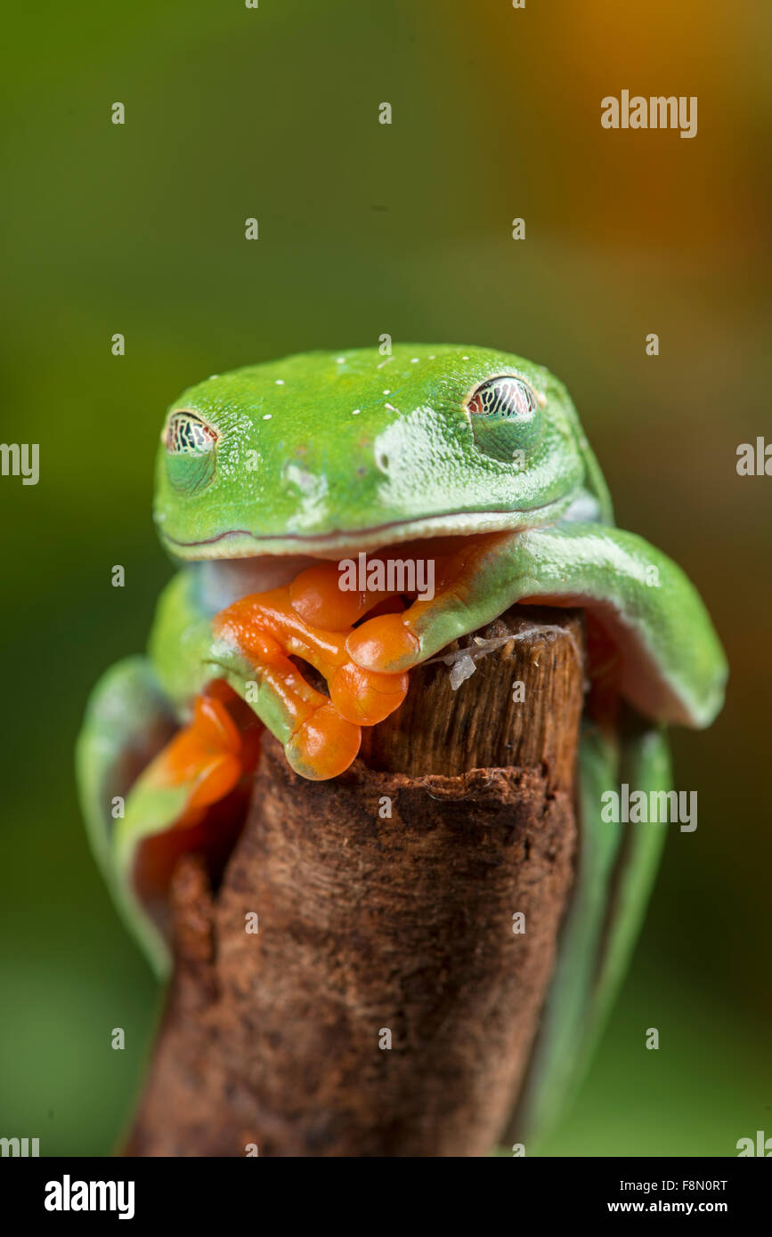 Red-Eyed Raganella (Agalychnis callidryas). . Semi trasparente membrana sull'occhio. Controllato, studio Foto Stock