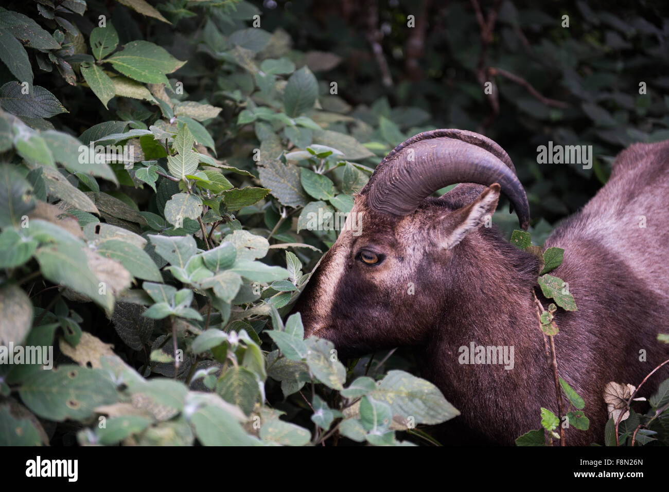 Nilgiri Tahr nel Parco Nazionale Foto Stock