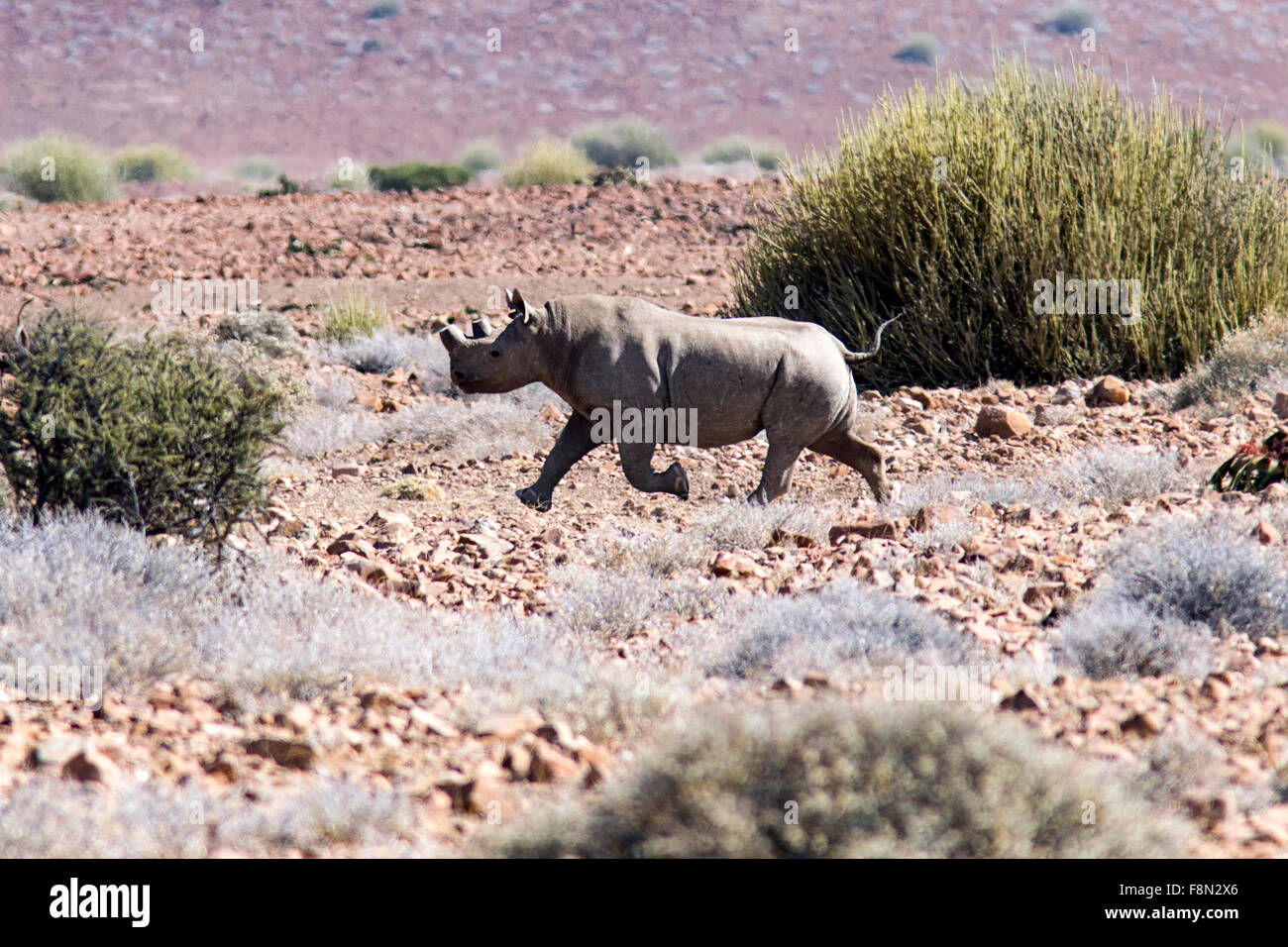 Il rinoceronte nero su run - Desert Rhino Camp, concessione di Palmwag, Damaraland, Namibia, Africa Foto Stock Il rinoceronte nero su run - Desert Rhino Camp, concessione di Palmwag, Damaraland, Namibia, Africa Foto Stock