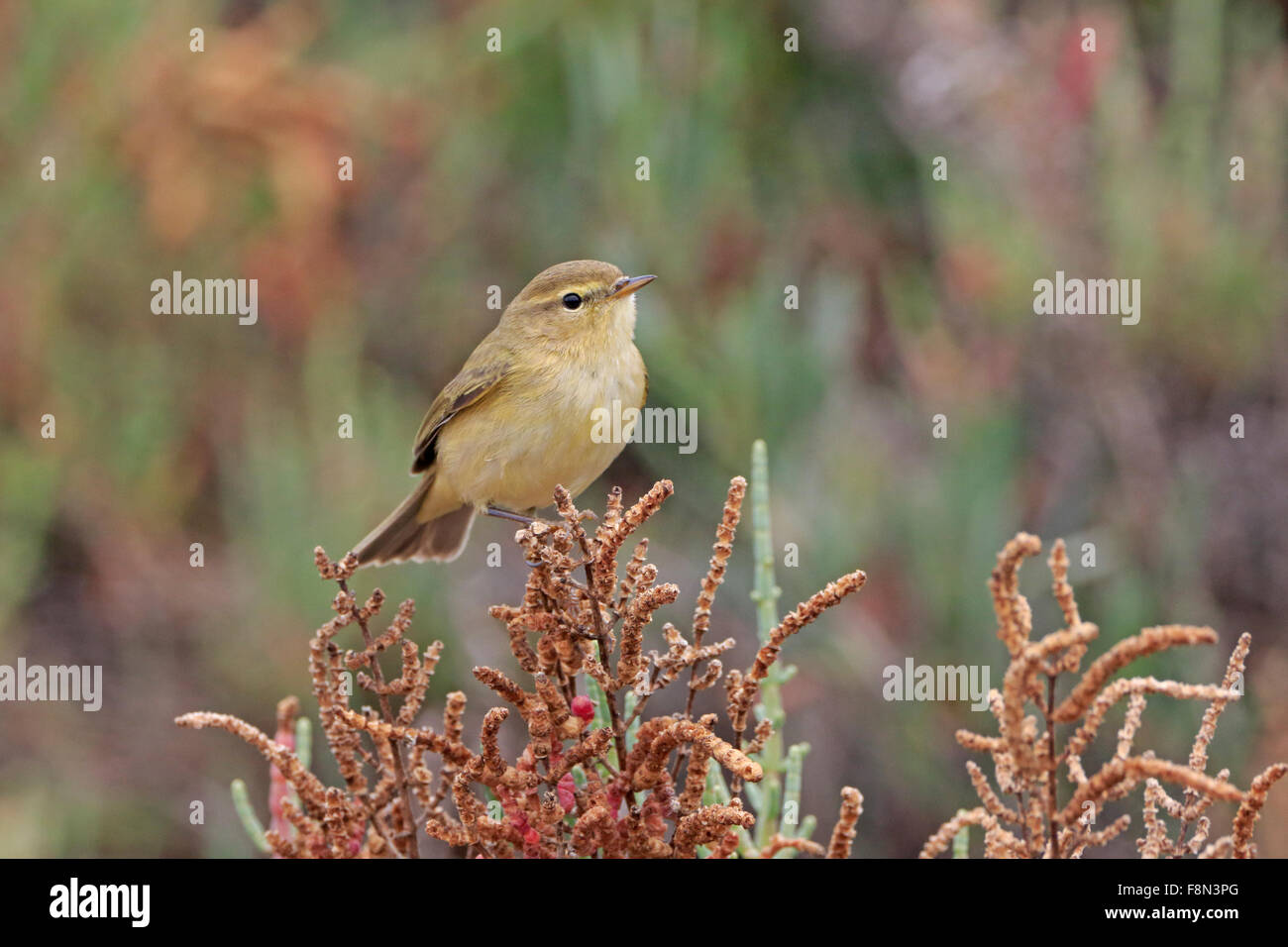 Svernamento Chiffchaff sul sale vegetazione palustre e in Portogallo Foto Stock