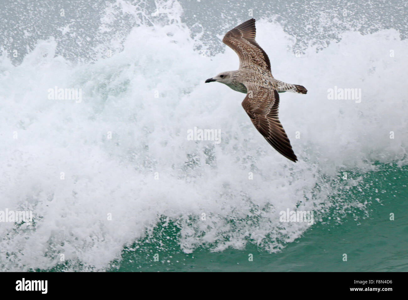 I capretti giallo-gambe Gabbiano volare al di sopra di un onda di rottura Foto Stock