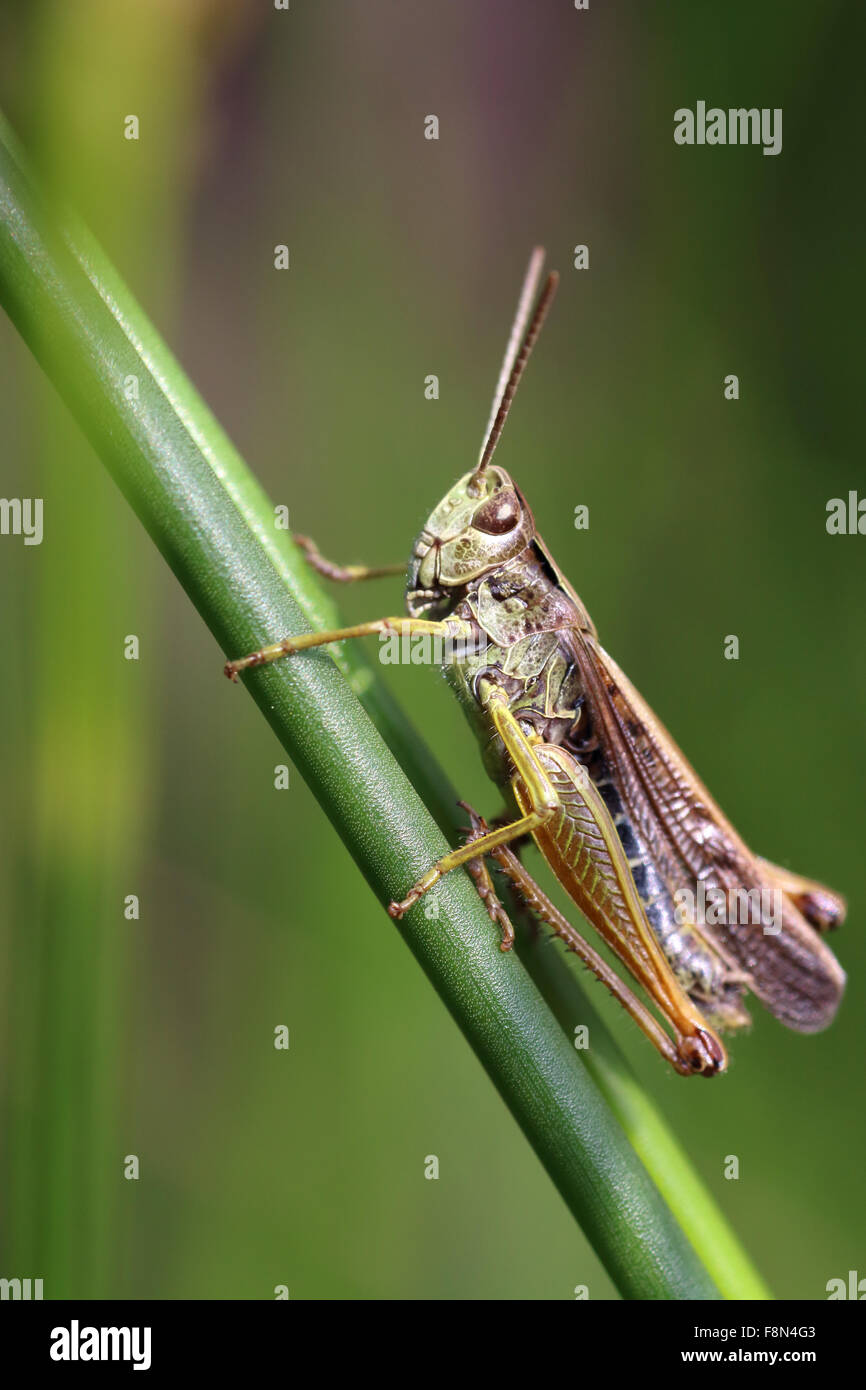 Campo Grasshopper a riposo su un gambo di erba chorthippus brunneus Foto Stock