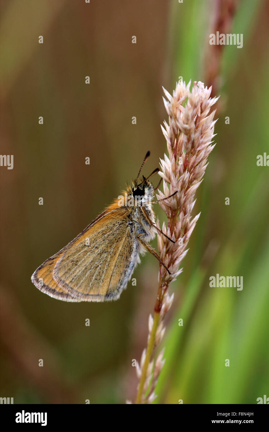 Piccola skipper butterfly thymelicus sylvestris appoggiata sull'erba seme head Foto Stock