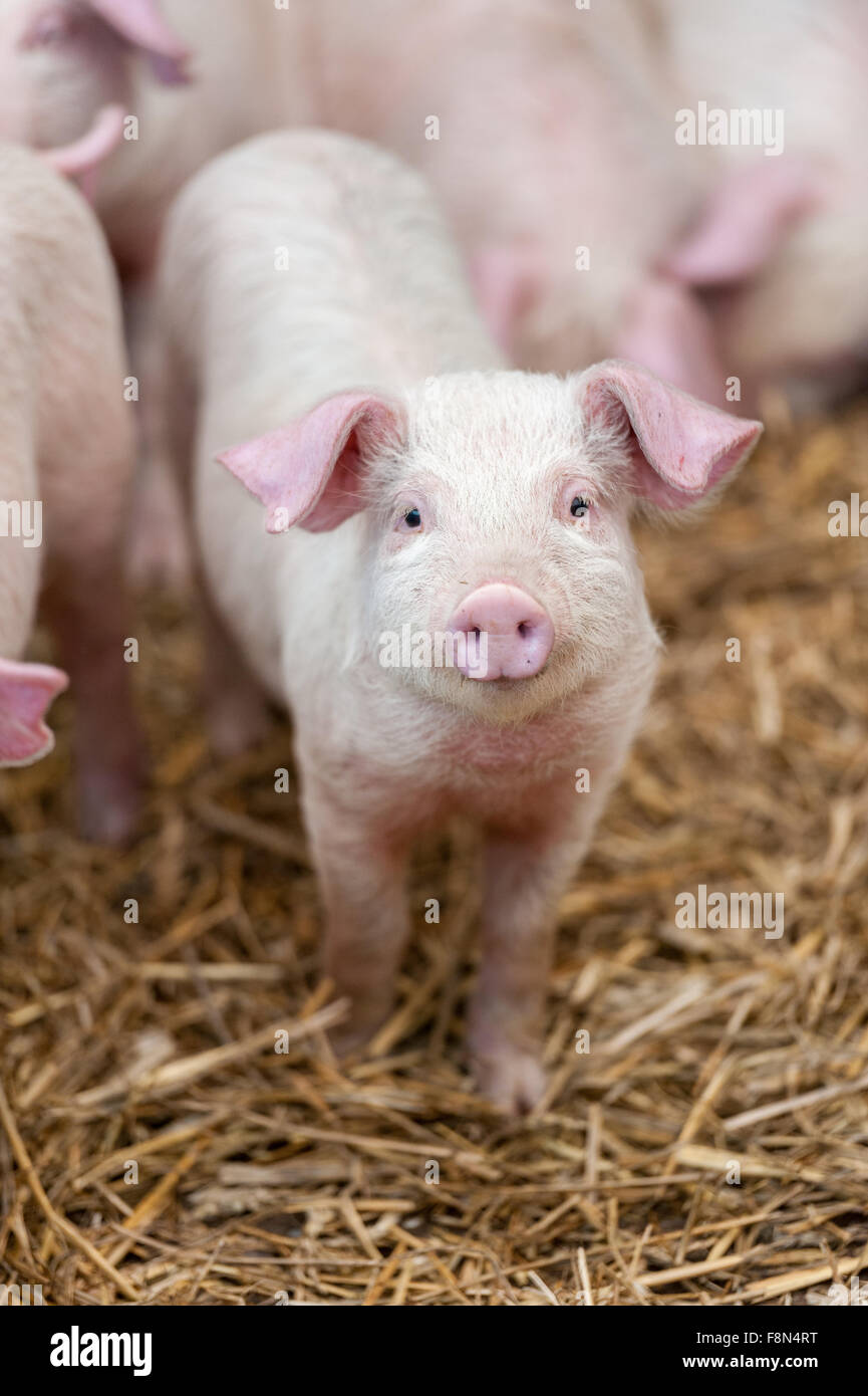 Single carino rosa piglet cercando Foto Stock