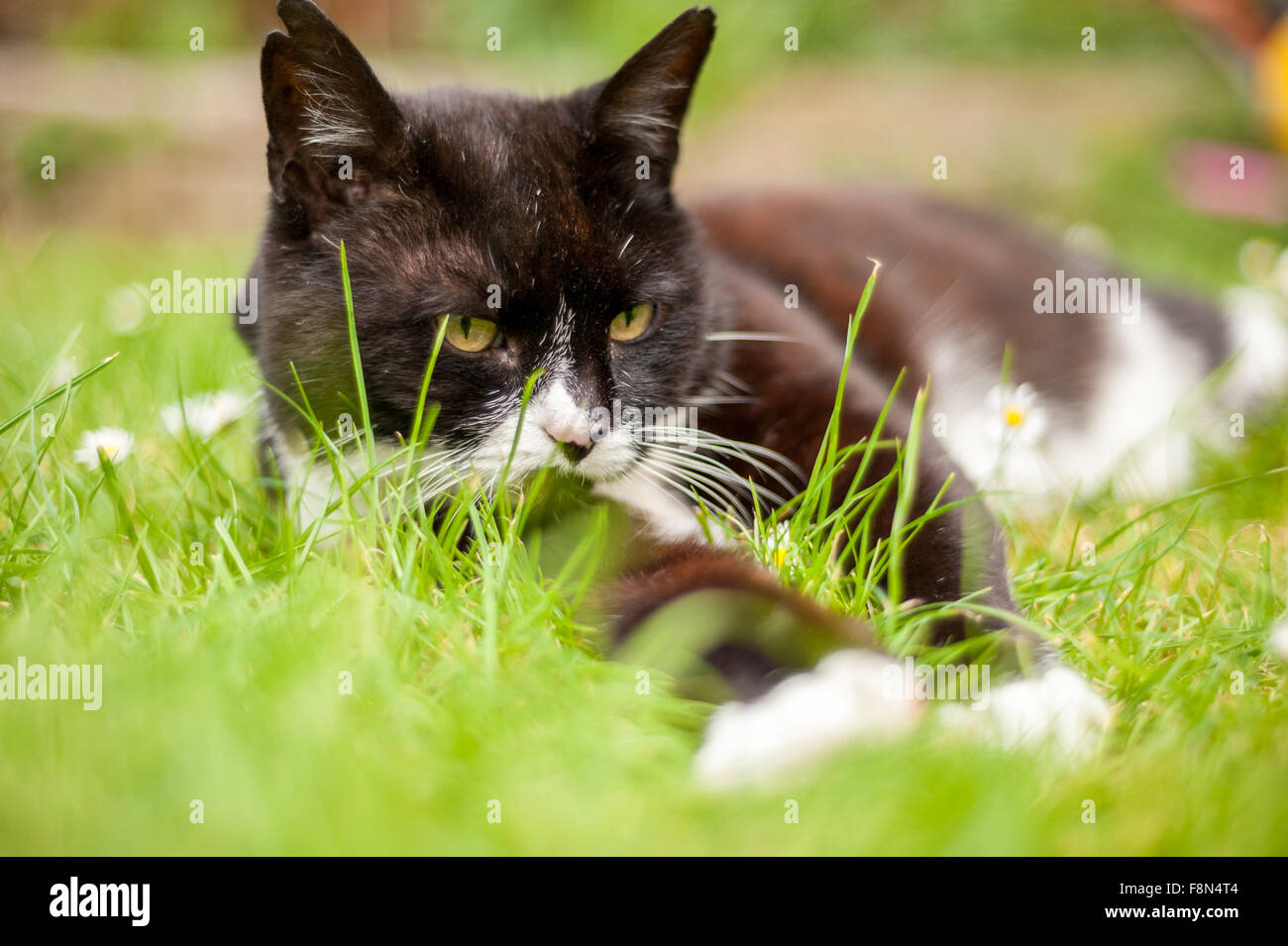 Gatto pigro che stabilisce su erba in estate Foto Stock