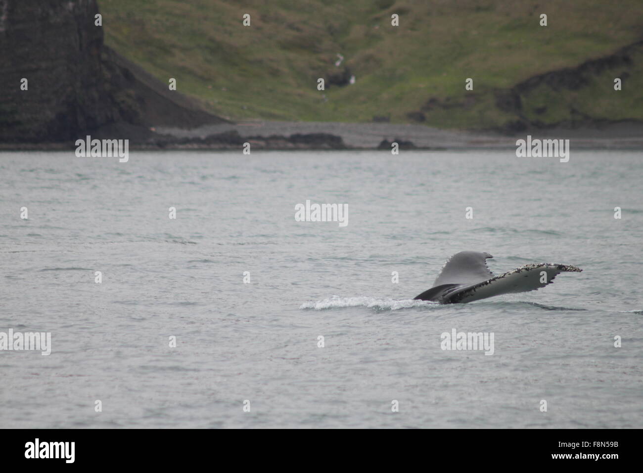 Humpback Whale Diving vicino alla riva nella baia di Skjalfandi Husavik Islanda nord-est Europa Foto Stock