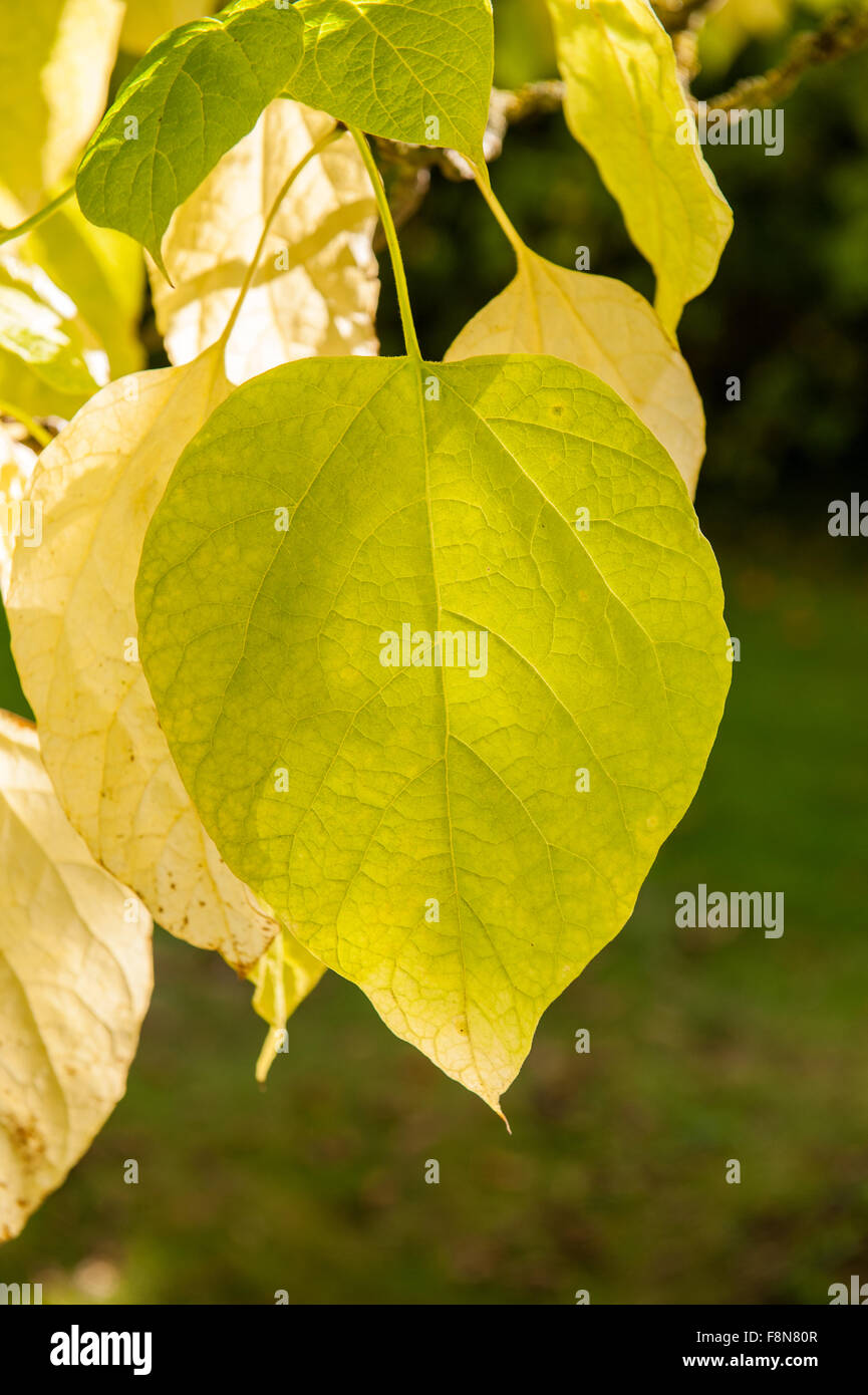Foglia verde al sole su una struttura ad albero Foto Stock