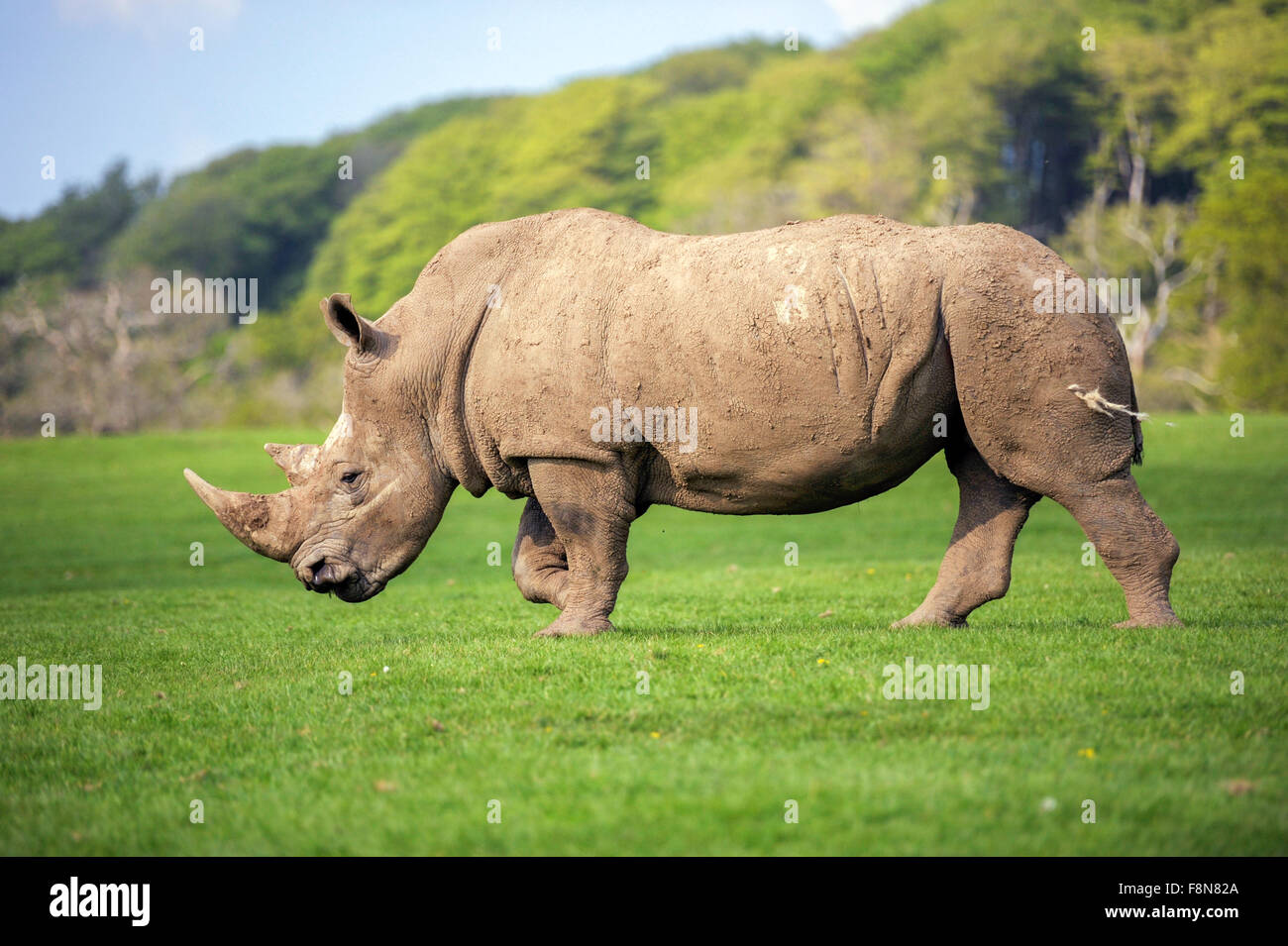 Vista laterale di un rinoceronte nero in piedi in un campo Foto Stock