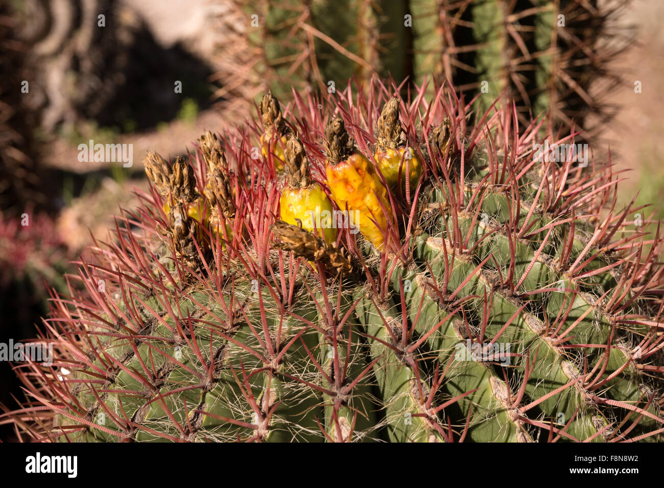 Ferocactus pilosus, noto anche come Lime messicano cactus messicani o Fire canna, è una specie di cactus endemica in Messico. È fo Foto Stock