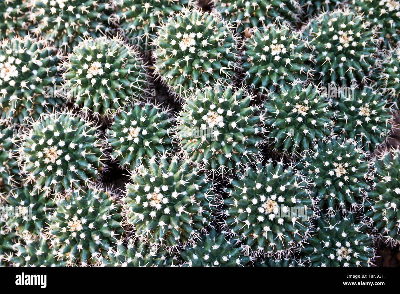 Mammillaria petersonii. Il genere Mammillaria è uno dei più grandi nella famiglia di cactus (Cactaceae). La maggior parte delle mammillarias un Foto Stock