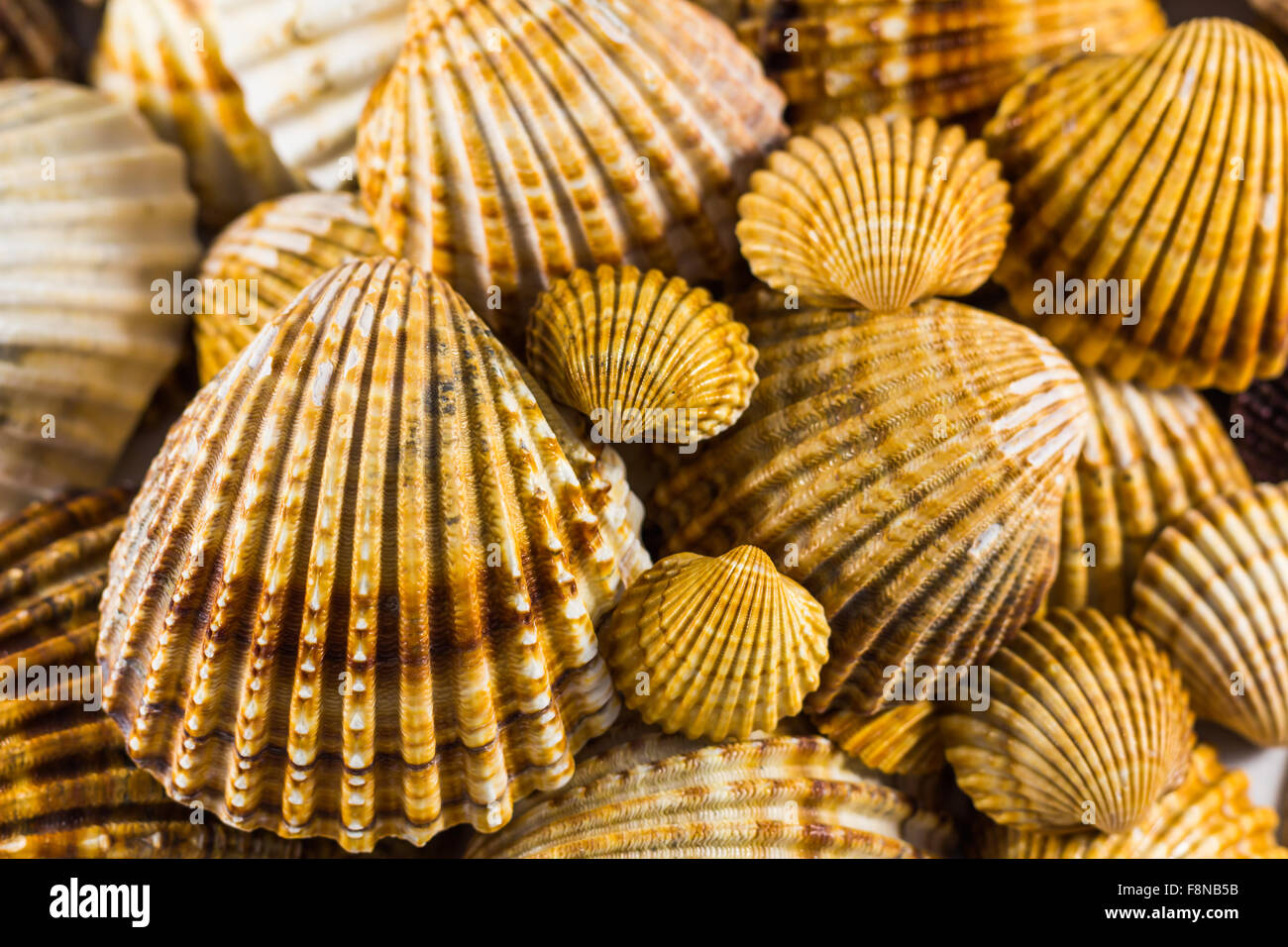 Collezione di conchiglie isolato, il Seashell sfondo Foto Stock