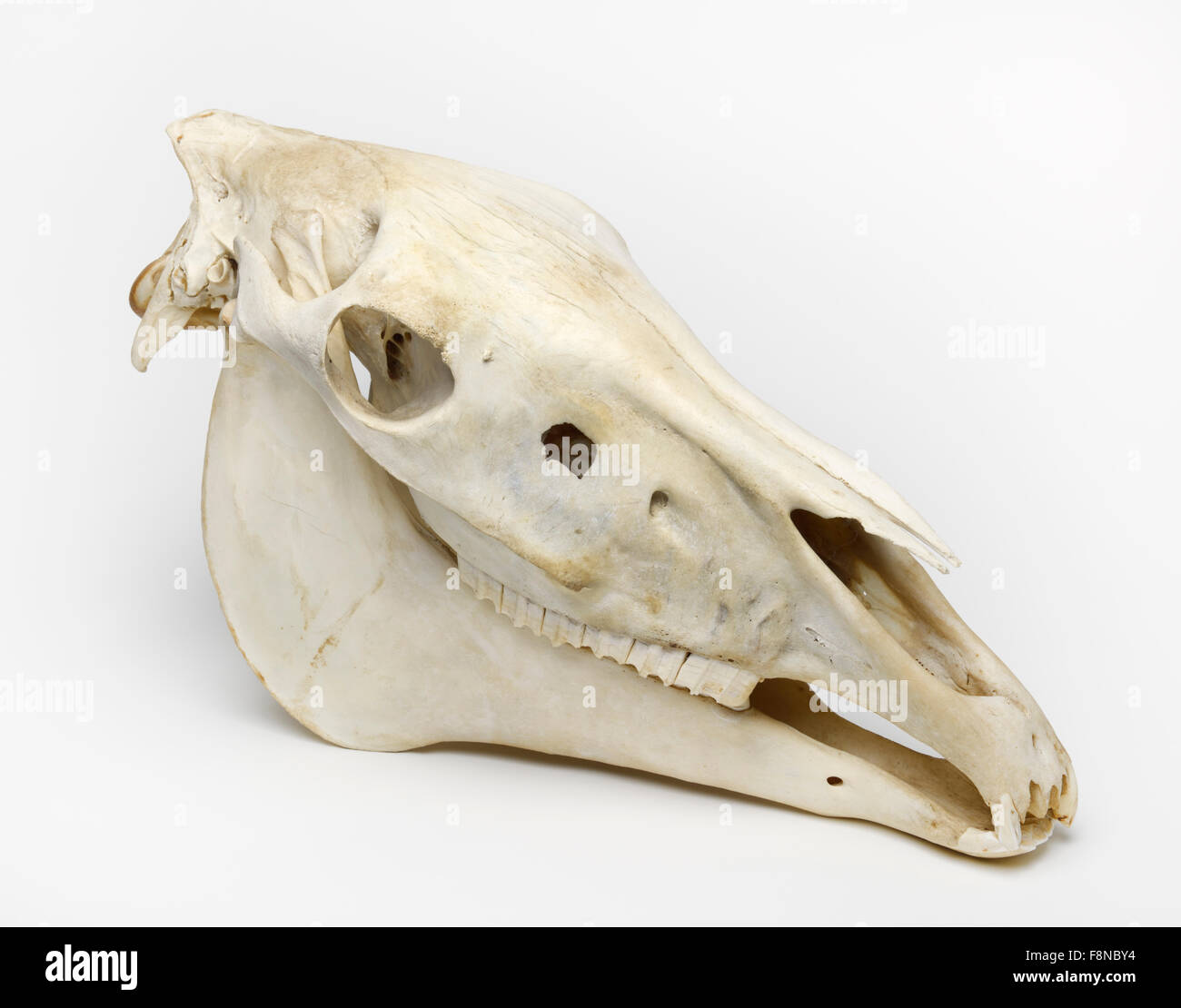 Cranio di cavallo intaglio tagliare cut-out, Equus caballus ferus Foto Stock