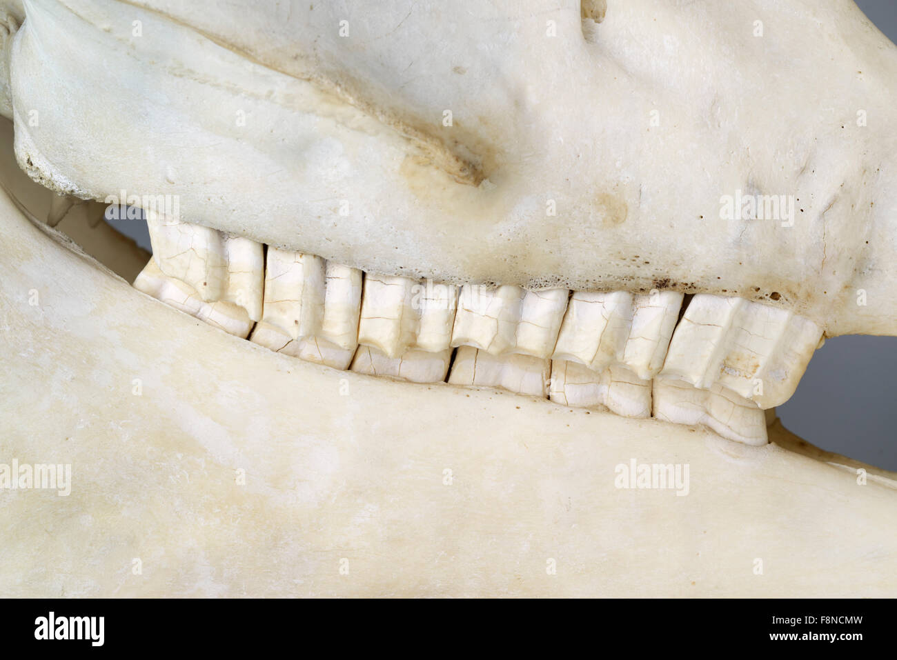 Vista laterale del cavallo di ganascia che mostra i denti molari per la macinazione di graminacee, Equus caballus ferus Foto Stock