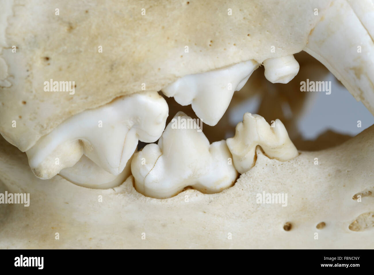 Vista laterale dei denti e del cranio di un leone che mostra carnassials per il taglio di prodotti alimentari Foto Stock