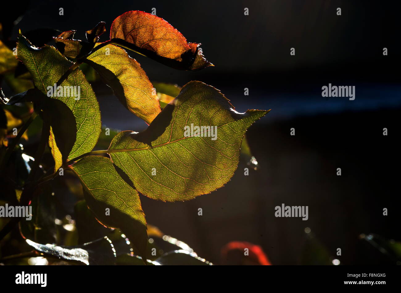 Colorate croccanti Foglie di autunno visto da sotto con il sun streaming attraverso di loro contro uno sfondo scuro Foto Stock