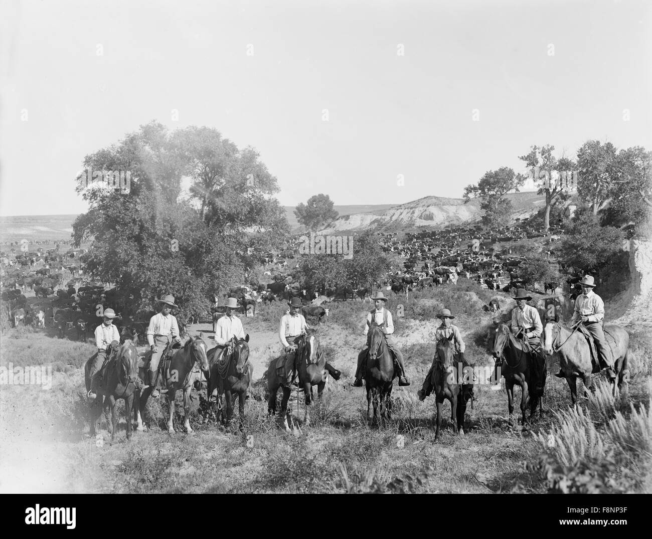 Cowboys a cavalli sul ranch di bestiame, Ritratto, Texas, USA, 1900 Foto Stock