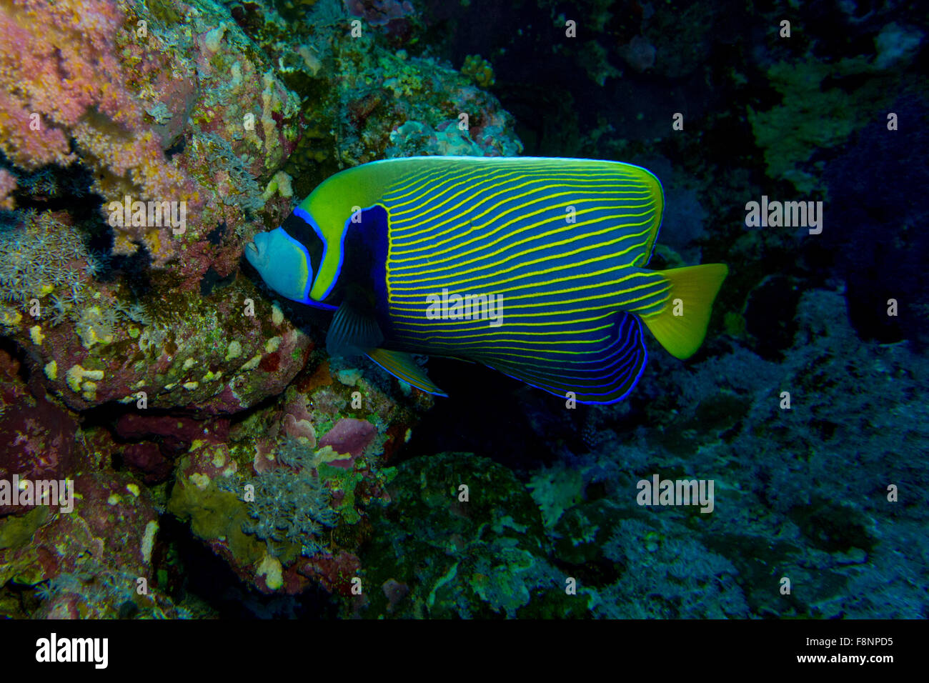 L'imperatore angelfish, Pomacanthus imperator, dalla splendida barriera corallina di Elphinestone, sud del Mar Rosso, Egitto. Foto Stock