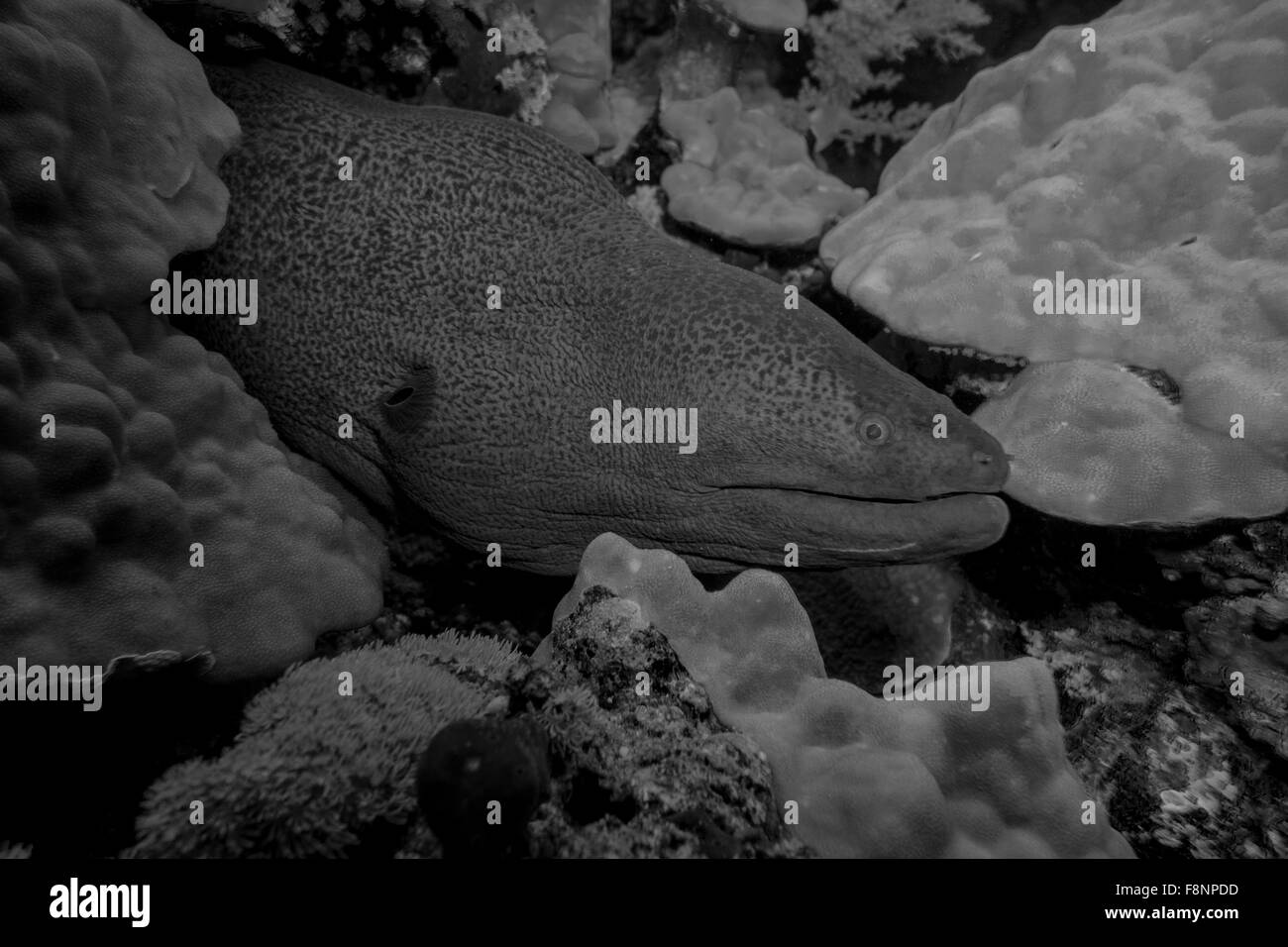 Murena Gigante, Gymnothorax javanicus, in una barriera corallina, Mar Rosso, Egitto. Foto Stock