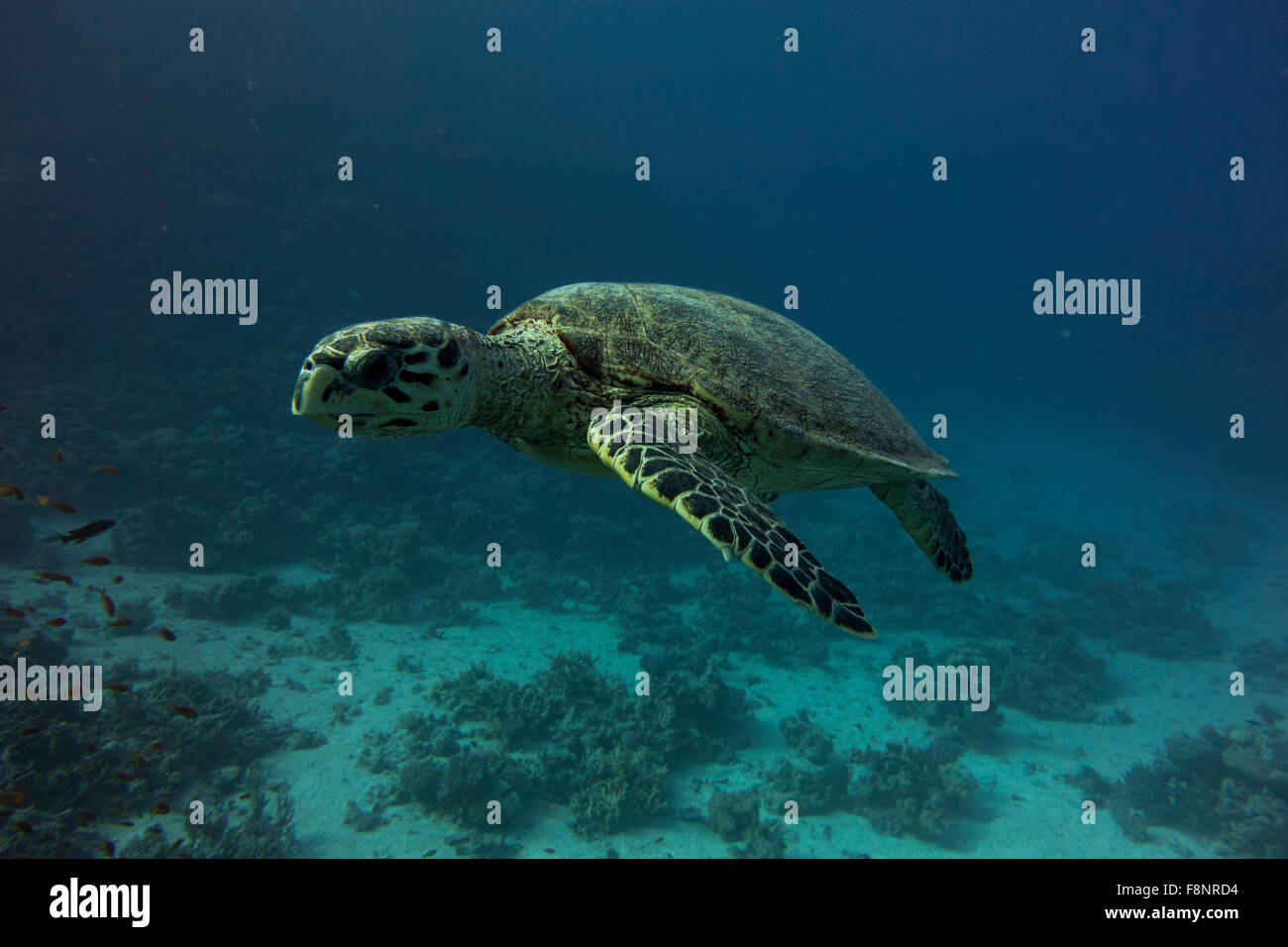 Tartaruga Caretta, Caretta caretta, dal Mar Rosso, Egitto, nuotare vicino alla riva lungo una barriera corallina. Foto Stock