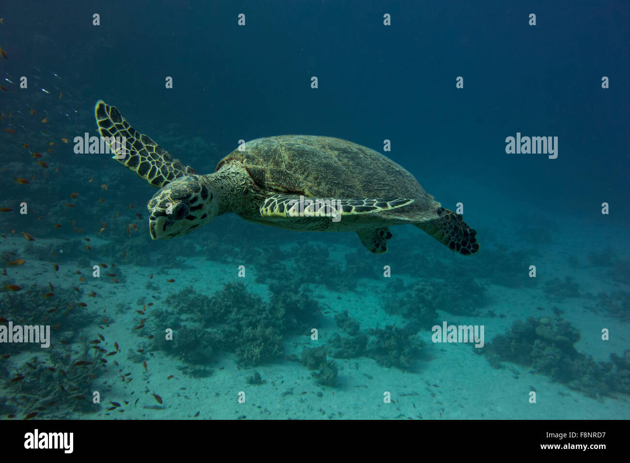 Tartaruga Caretta, Caretta caretta, dal Mar Rosso, Egitto, nuotare vicino alla riva lungo una barriera corallina. Foto Stock