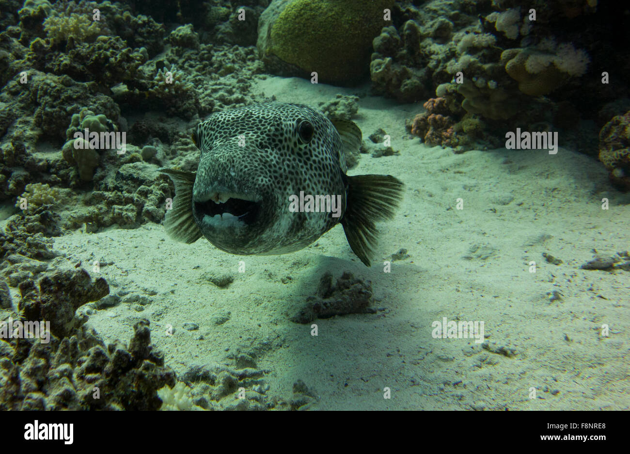 Stellato Puffer fish, Arothron stellatus, dal Mar Rosso, Egitto. Foto Stock