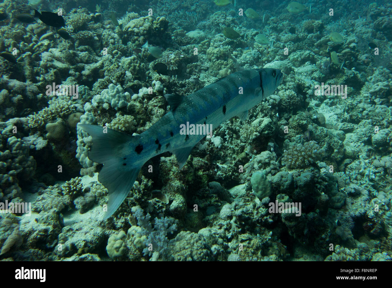 Grande Barracuda, Sphyraena barracuda, in una barriera corallina del Mar Rosso meridionale, Marsa Alam, Egitto. Foto Stock