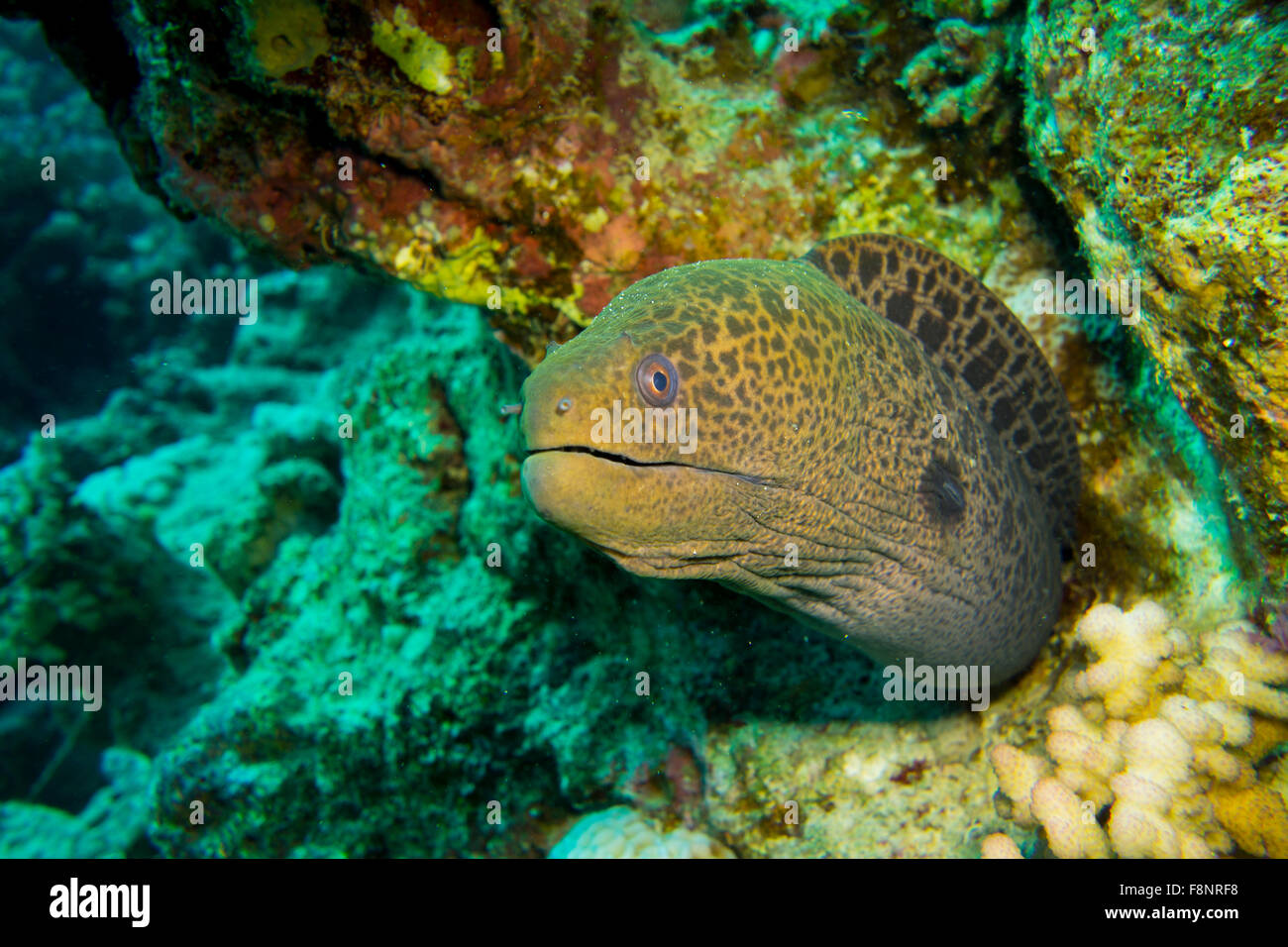 Murena Gigante, Gymnothorax javanicus, in una barriera corallina, Mar Rosso, Egitto. Foto Stock