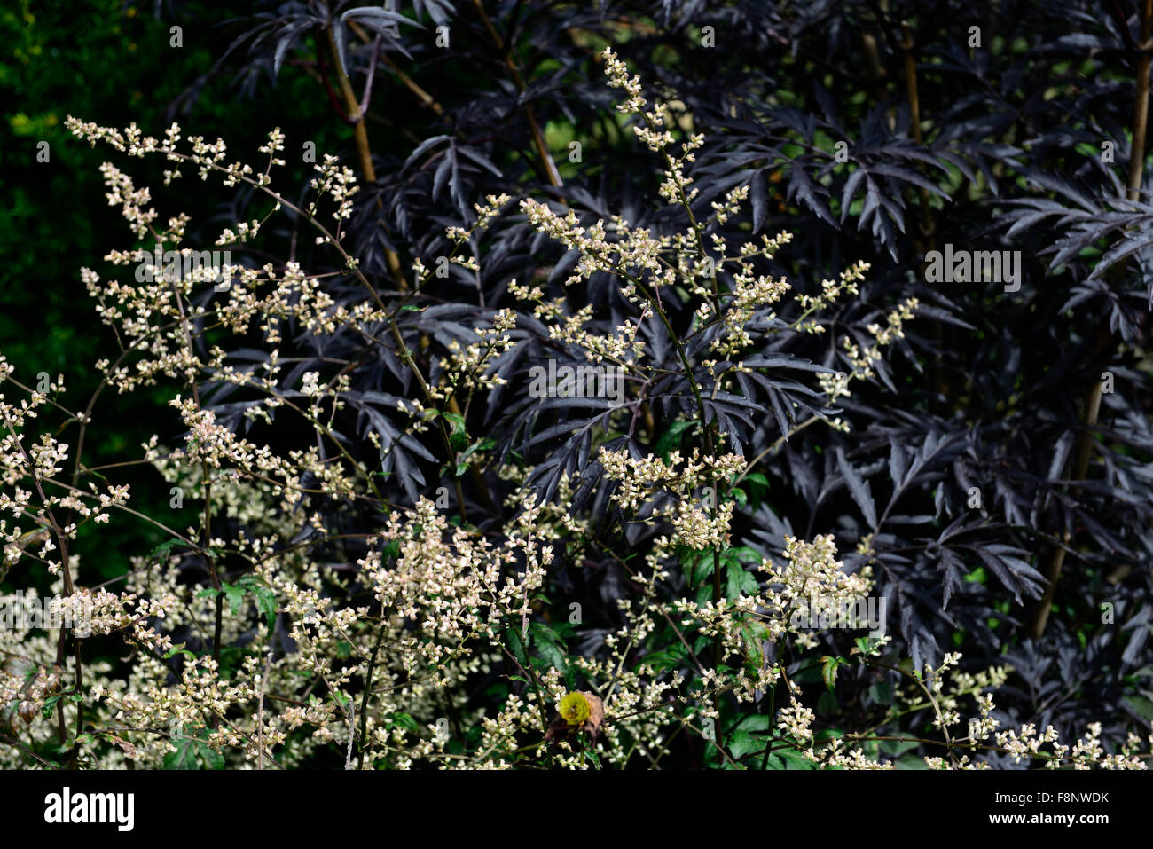 Artemisia vulgaris Sambucus nigra black beauty fiore bianco fiori contrasto colore colore combinazione schema impianto floreale RM Foto Stock