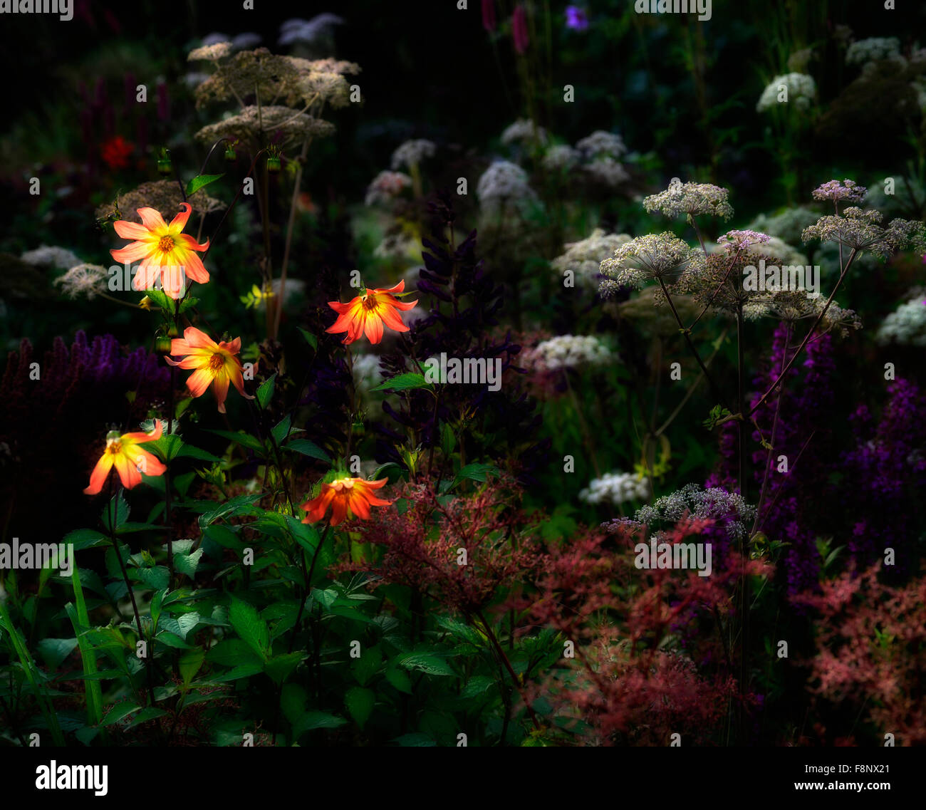 dahlia twynings revel letto di fiori perenni retroilluminato standing out stand Fuori RM Floral Foto Stock