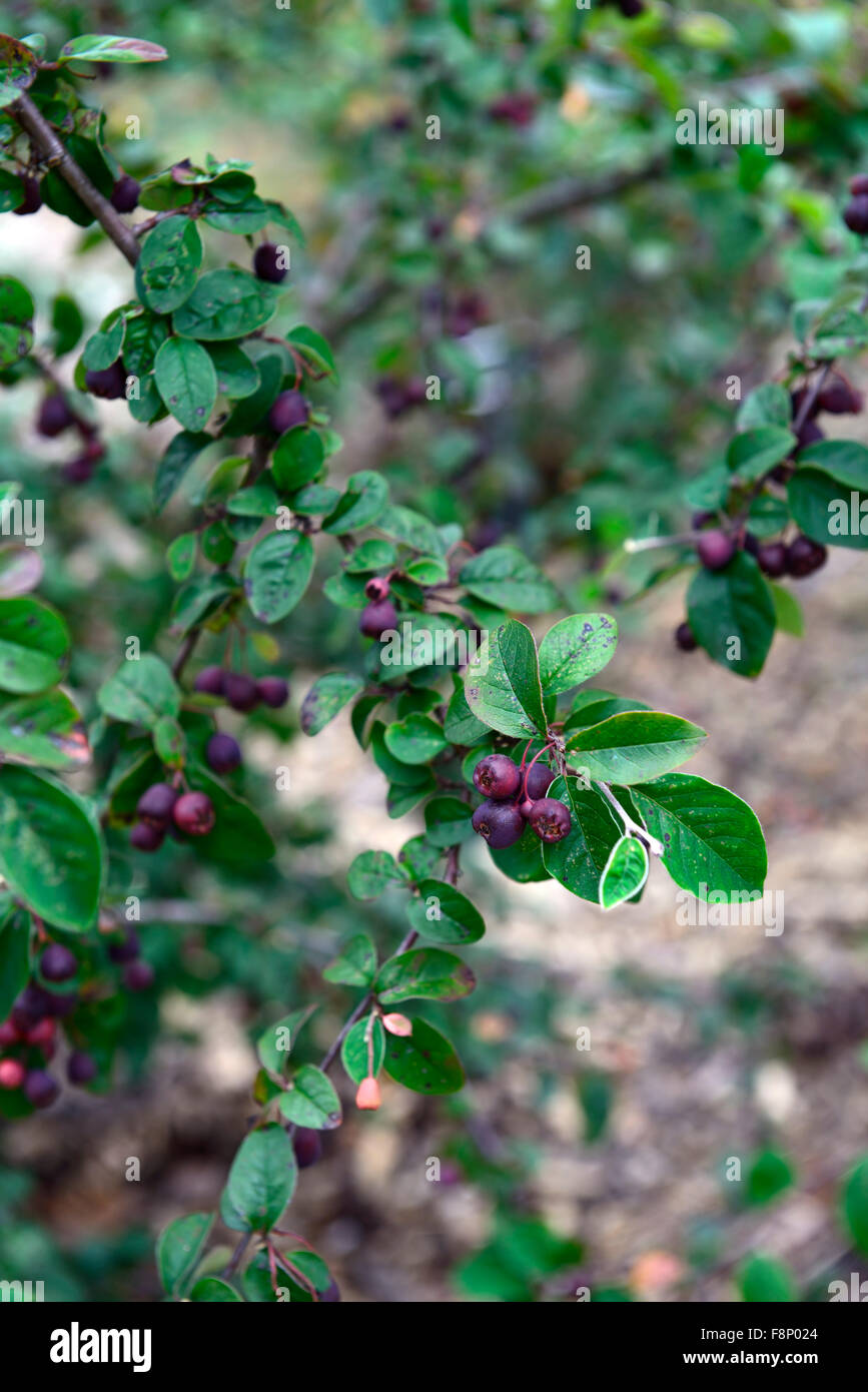 Cotoneaster wilsonii ripe rosso scuro frutta frutto berry bacche arbusti arbusto boccole floreale RM Foto Stock