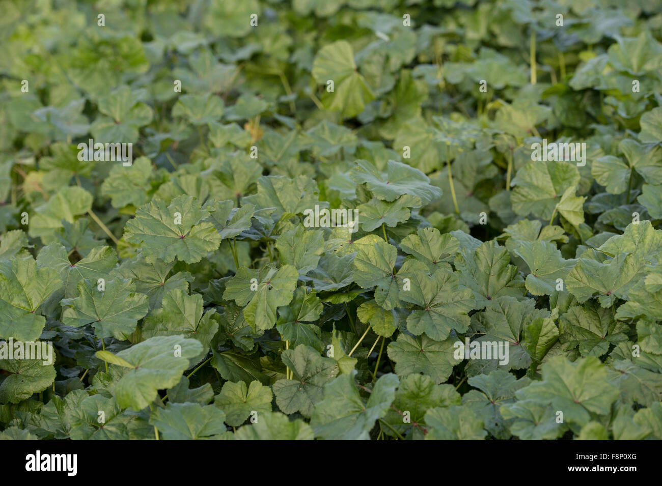 Malva selvatica (Malva Sylvestris), Malvaceae, Roma, lazio, Italy Foto Stock