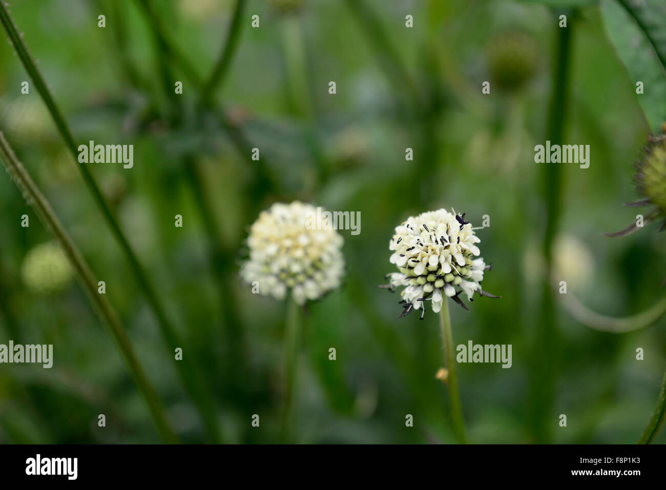 Dipsacus asper teasel cinese fiore fiori fioritura white Bumble Bee wildlife friendly RM Floral Foto Stock