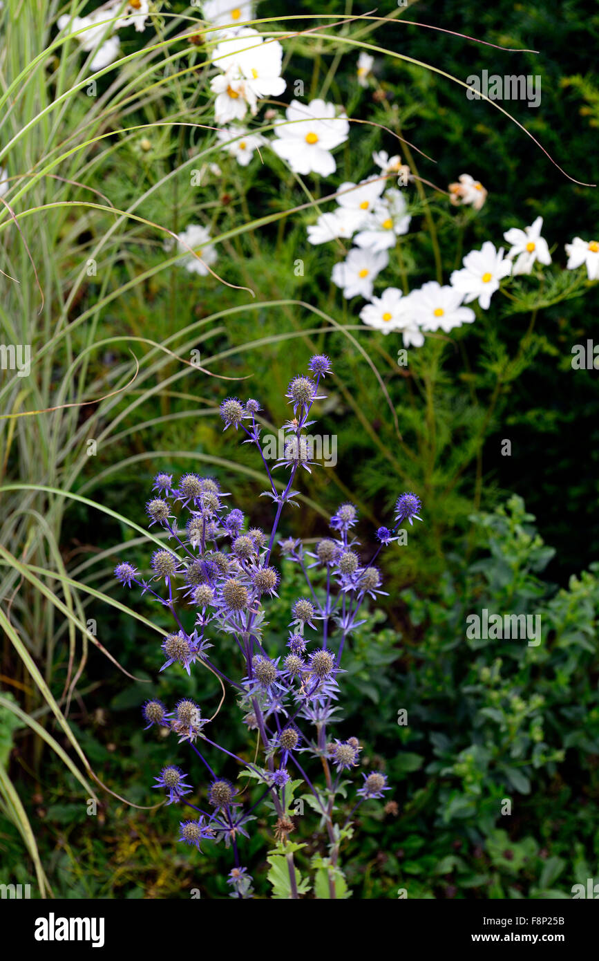 Eryngium Jos Eijking imporpori fiore fiori bianco cosmo display annuale estate combinazione schema impianto floreale RM Foto Stock