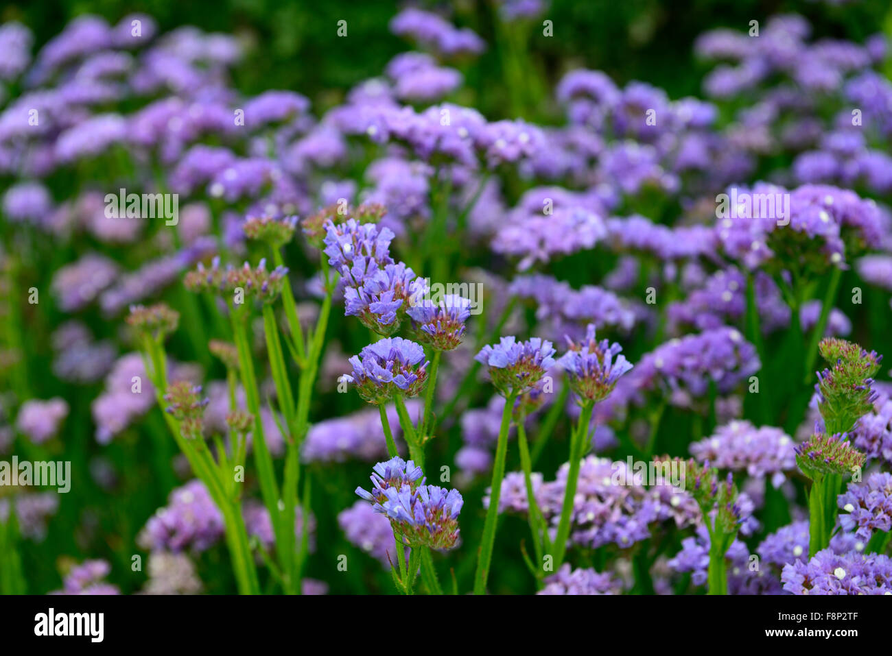 Limonium sinuatum blu cielo annuale Statice annuari fiori fioritura letto di fiori di massa del display ammassato profusione profusa RM Floral Foto Stock