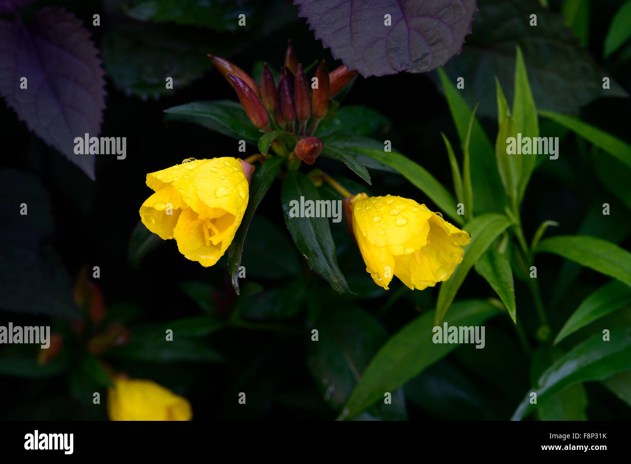 Sundrops fiori gialli fioritura Oenothera Sonnenwende fruticosa subsp glauca syn tetragona floreale RM Foto Stock