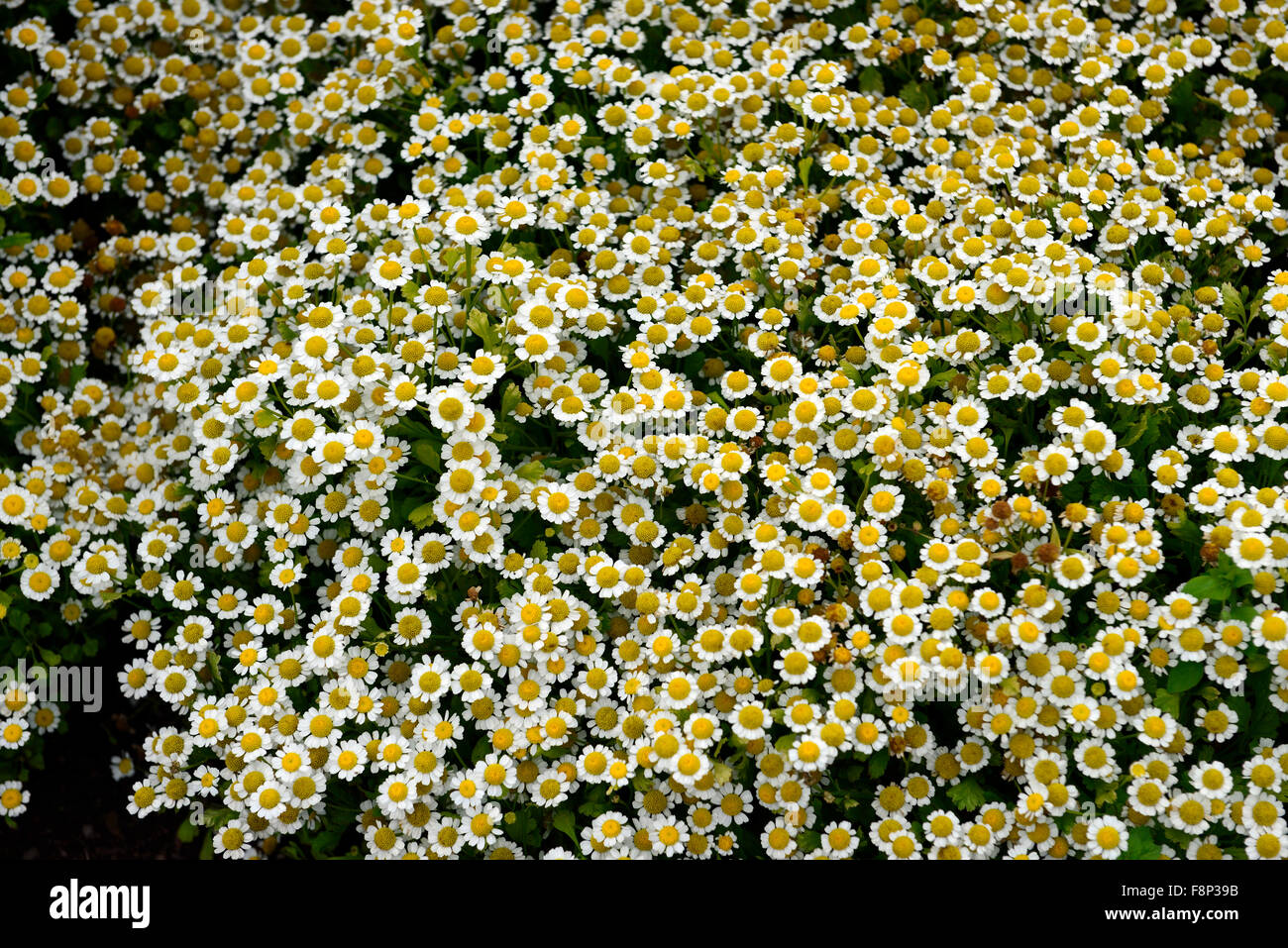 Piretro aureum " golden moss' letto fiori display Tanacetum cinerariifolium piretro margherite floreale RM Foto Stock