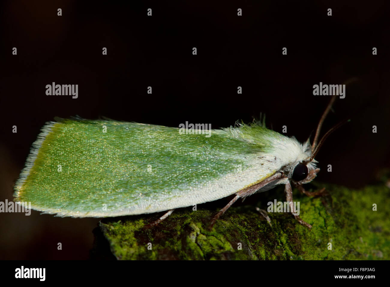 Crema-delimitata pisello verde tignola (Earias clorana) a riposo Foto Stock