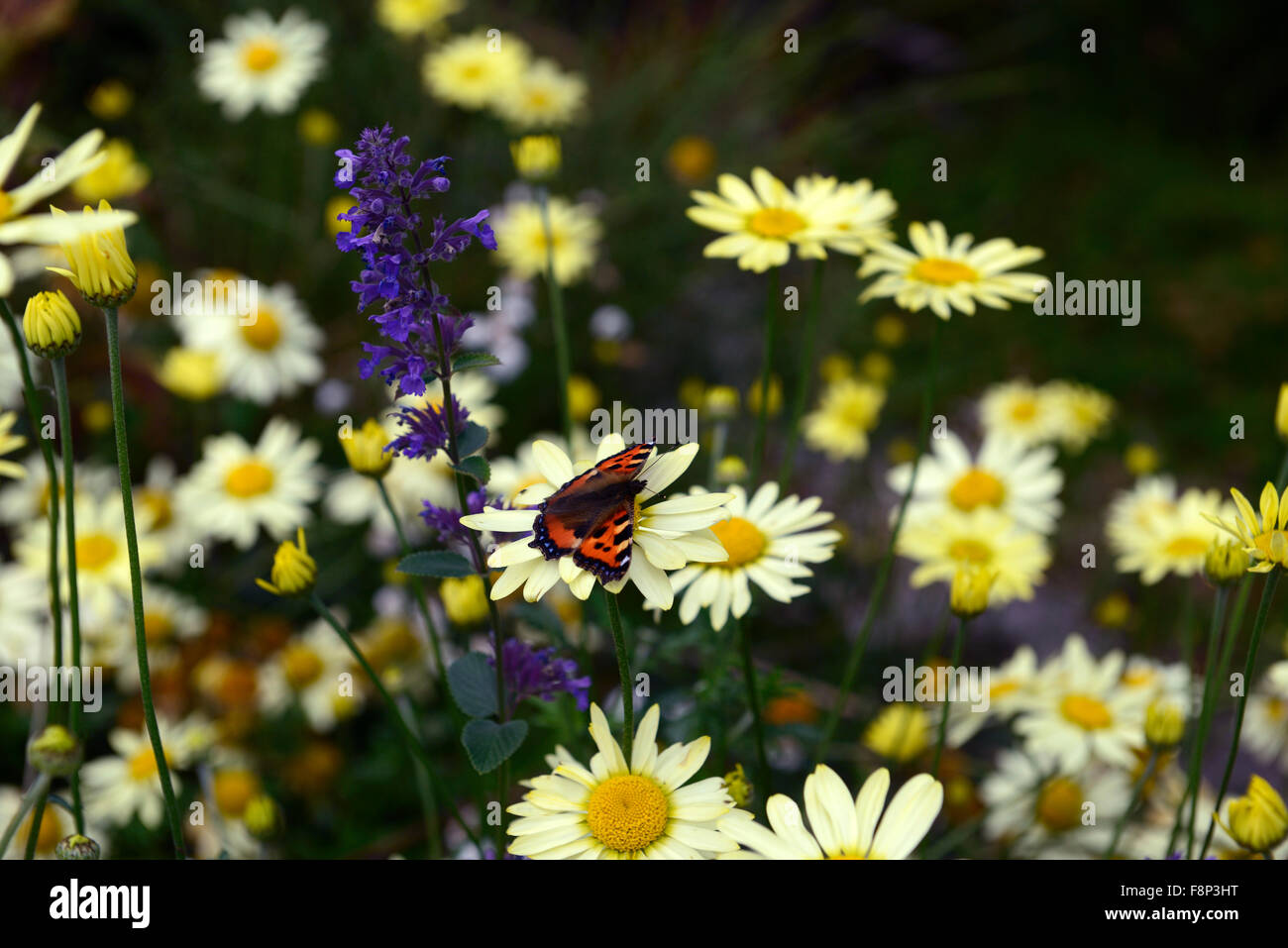 Piccola tartaruga Giallo farfalla Anthemis Tinctoria E C Buxton Golden Marguerite Camomilla fiori a margherita floreale RM Foto Stock