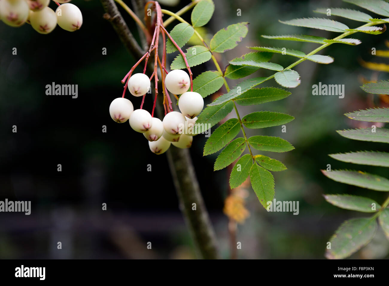 Sorbus cashmiriana bacche bianche ceneri Monte Ceneri rowan tree alberi ornamentali floreali RM Foto Stock