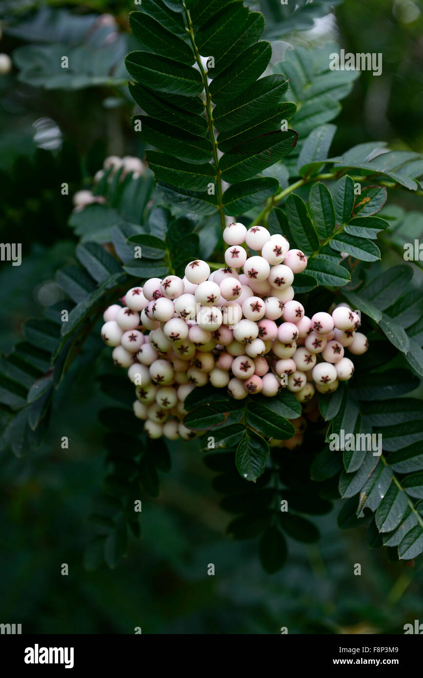 Sorbus cashmiriana bacche bianche ceneri Monte Ceneri rowan tree alberi ornamentali floreali RM Foto Stock