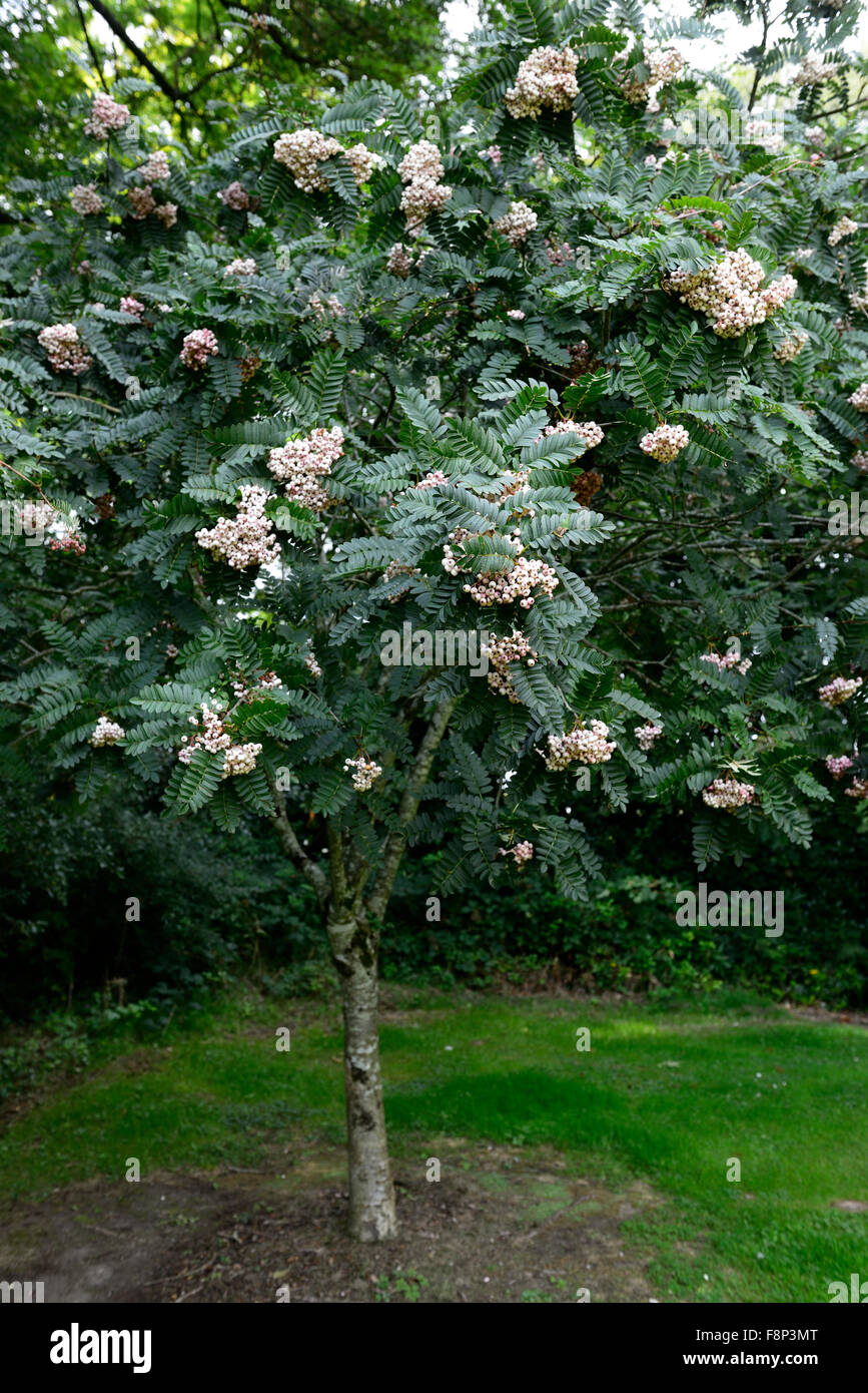 Sorbus cashmiriana bacche bianche ceneri Monte Ceneri rowan tree alberi ornamentali floreali RM Foto Stock