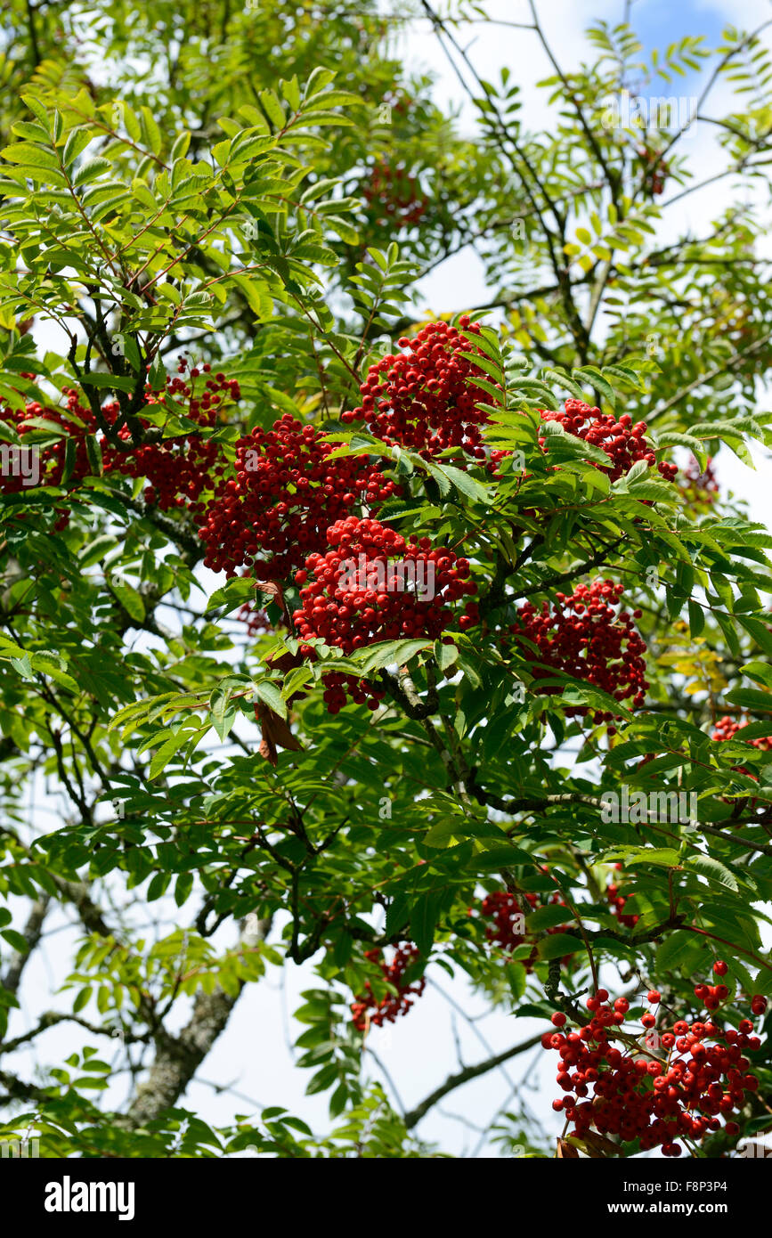 Sorbus decora belmont park di bacche rosse ceneri Monte Ceneri rowan tree alberi ornamentali floreali RM Foto Stock