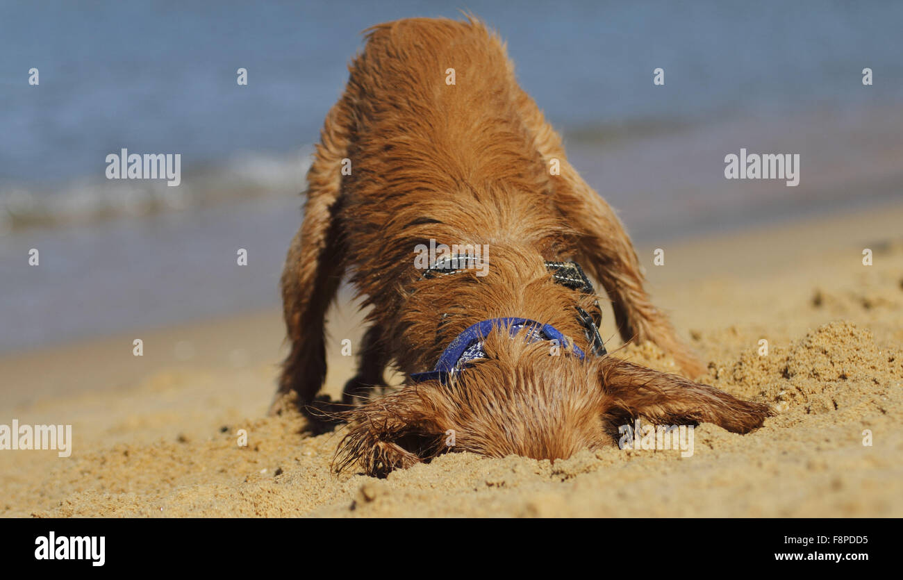 Cavalier King Charles Spaniel croce su una spiaggia Foto Stock