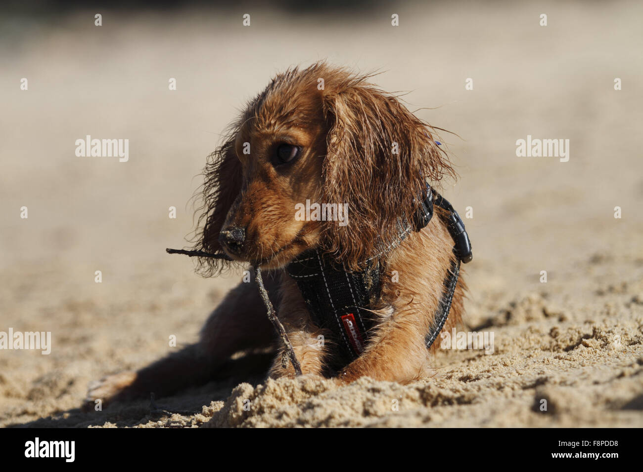Cavalier King Charles Spaniel croce su una spiaggia Foto Stock