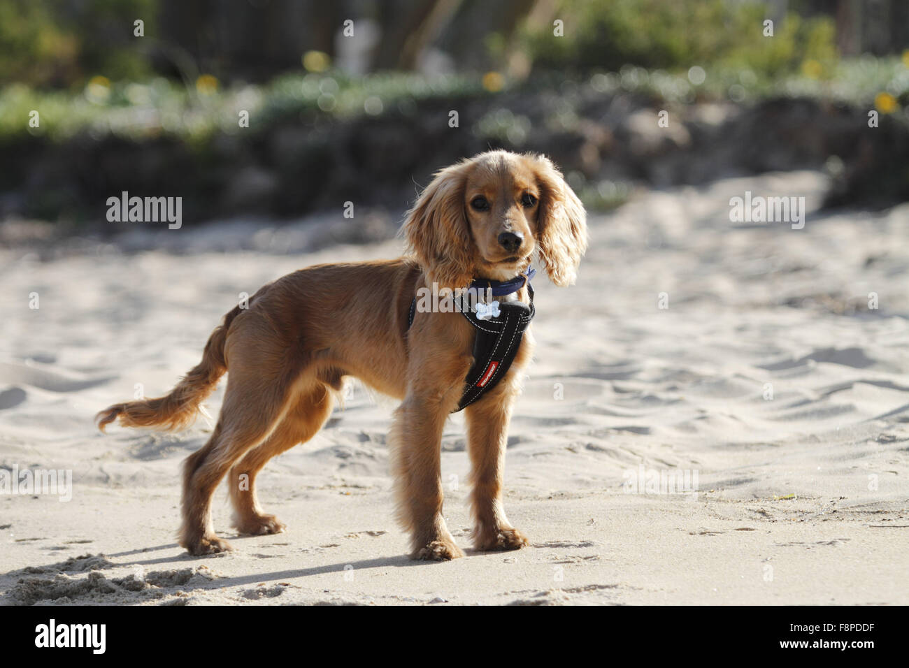 Cavalier King Charles Spaniel croce su una spiaggia Foto Stock