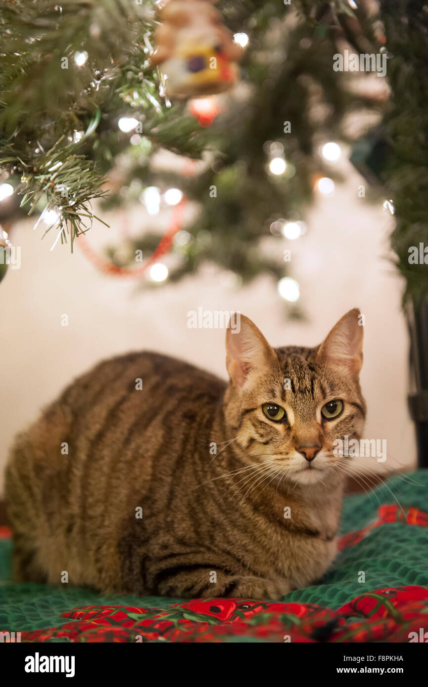 Un gatto con attenzione si siede sotto un albero di Natale Foto Stock