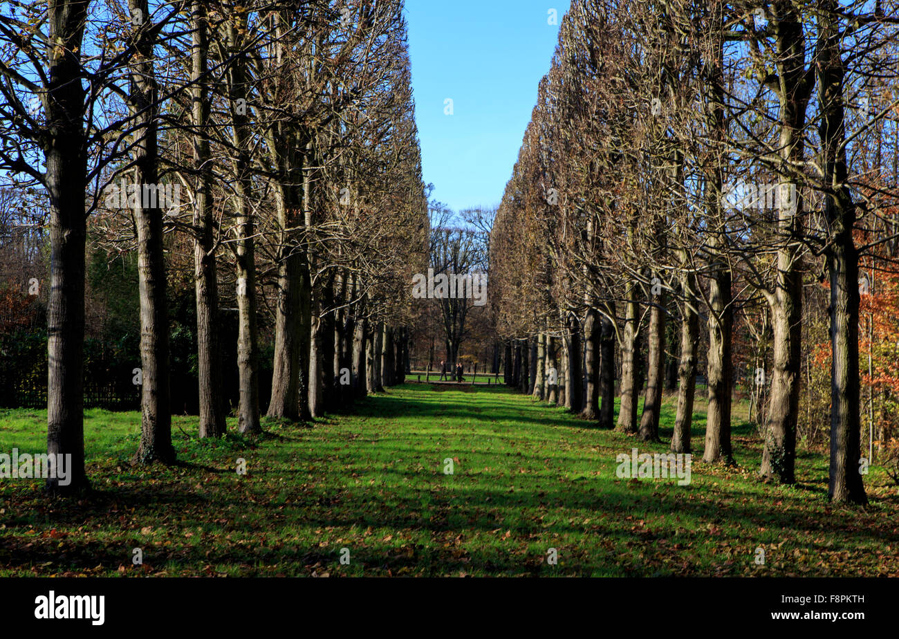 Un boschetto di alberi nei giardini del Palazzo di Versailles, nella periferia di Parigi, Francia Foto Stock