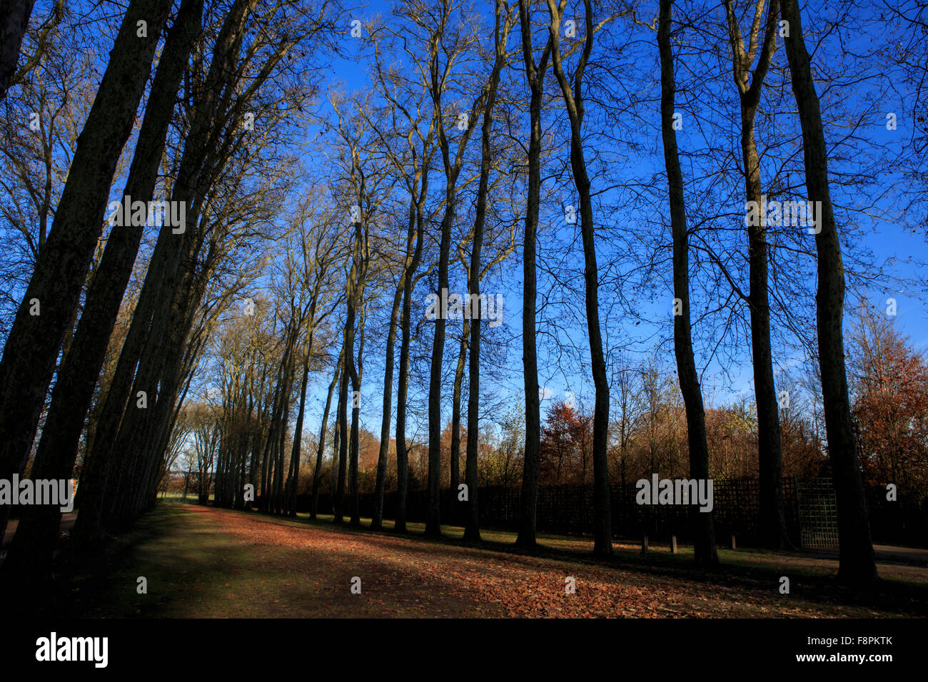 Un boschetto di alberi nei giardini del Palazzo di Versailles, nella periferia di Parigi, Francia Foto Stock