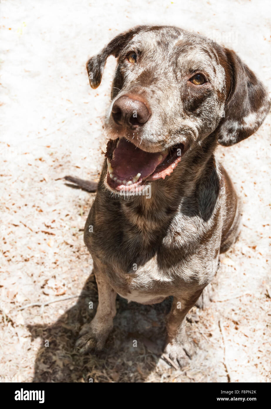Red marl Catahoula leopard hound dog Foto Stock