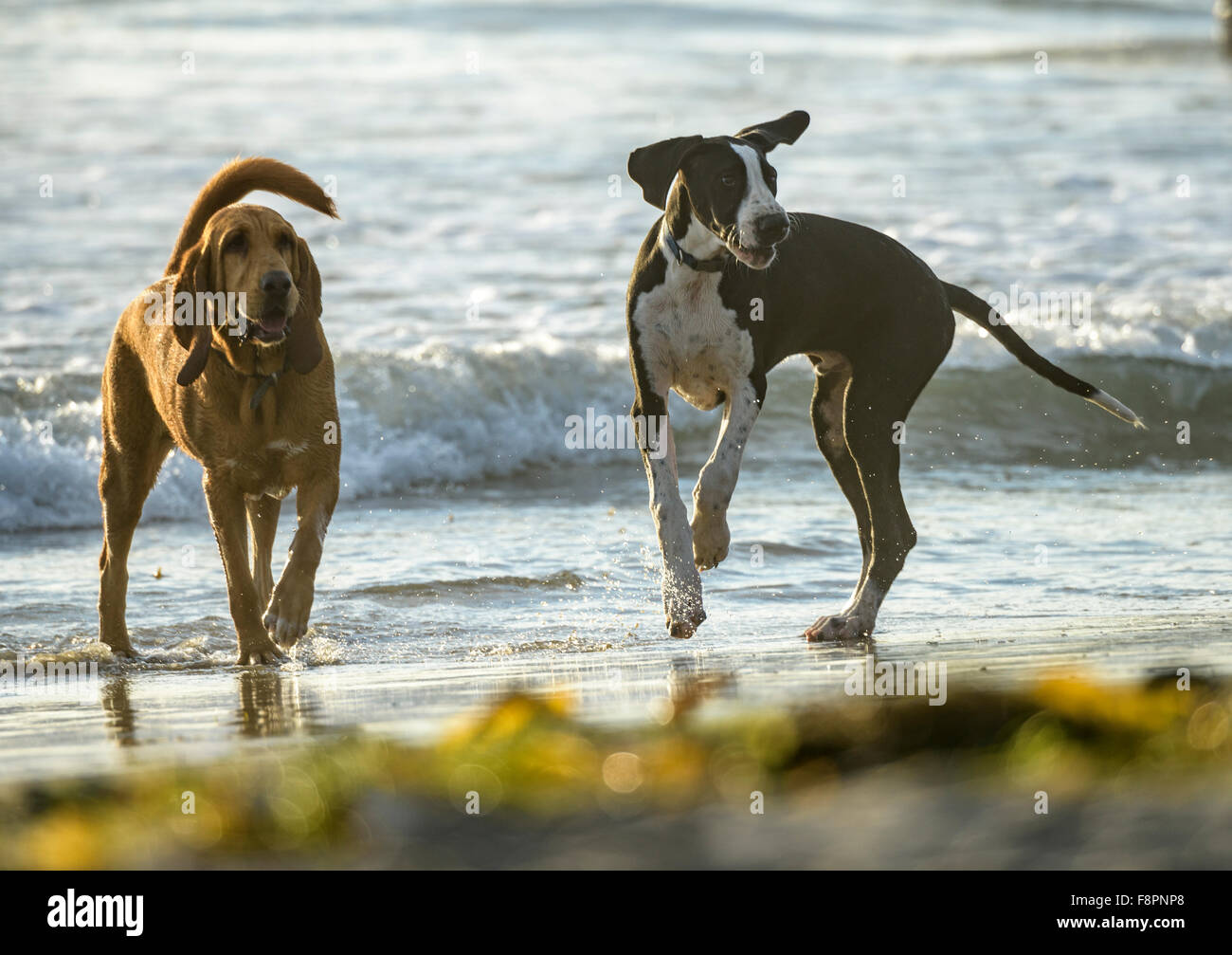 Cani suonare, eseguire e splash su Ocean Beach, CA litorale Foto Stock